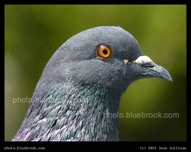 Pigeons Eye - Somerville MA