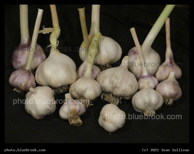 Garlic Harvest - Corvallis MT