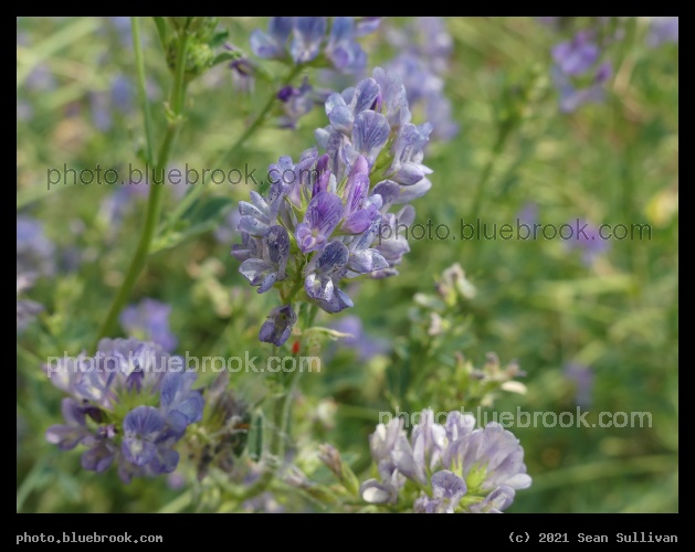 Blooming Alfalfa - Corvallis MT