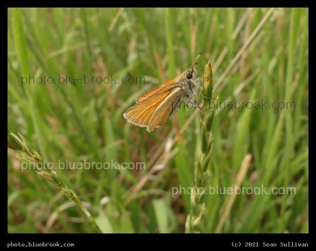 Little Orange Butterfly - Corvallis MT