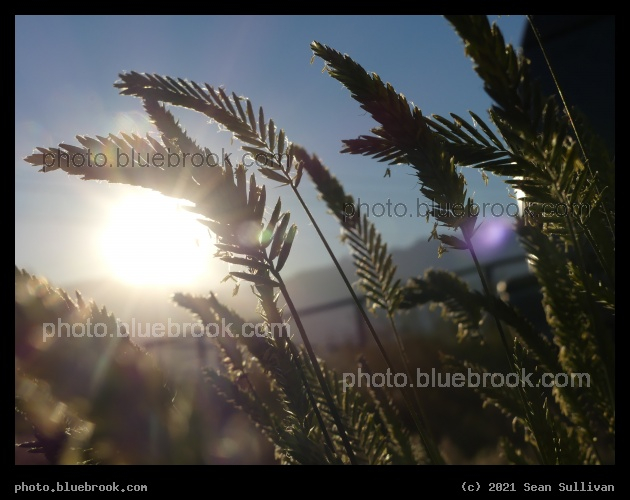 Sun behind the Grass - Corvallis MT