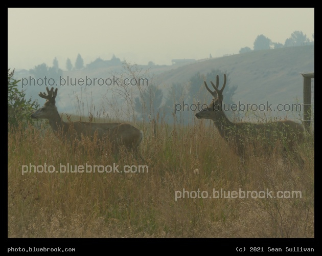 Deer in the Smoke - Corvallis MT