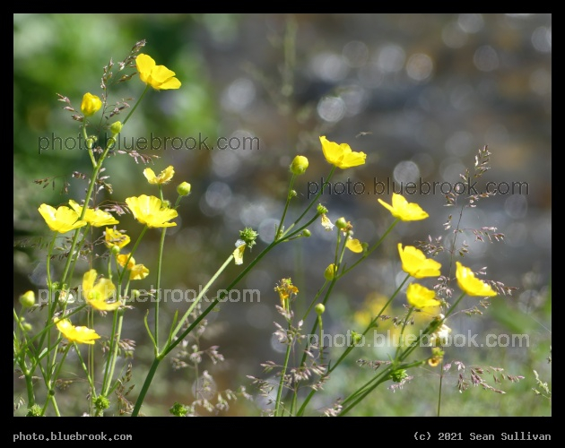 Buttercups and Grasses - Corvallis MT