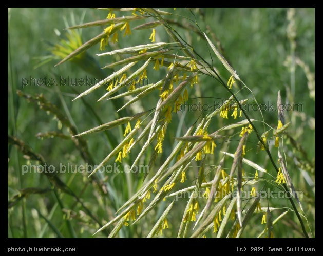 Series of Yellow Flowers - Corvallis MT