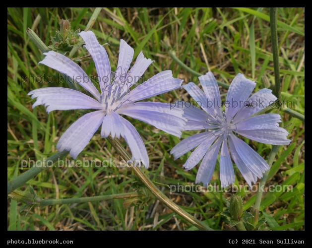 Pair of Chicory Flowers - Corvallis MT