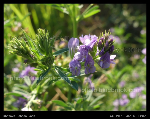 Light Purple Flowers - Corvallis MT
