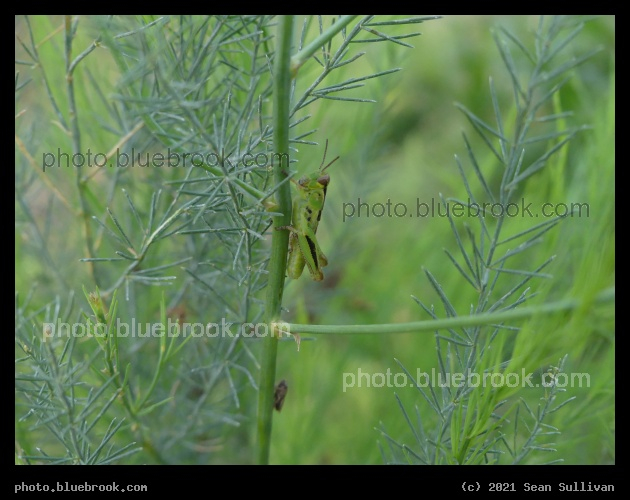 Grasshopper in a Miniature Forest - Corvallis MT