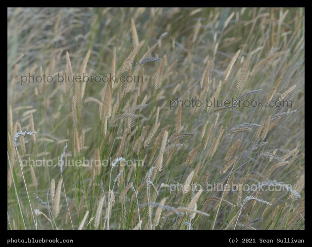 Texture of Grasses - Corvallis MT