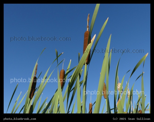 A Patch of Cattails - Corvallis MT