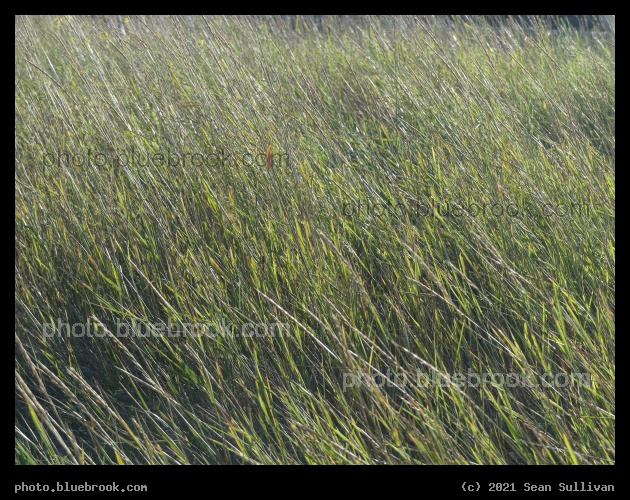 Diagonal Grasses - Corvallis MT