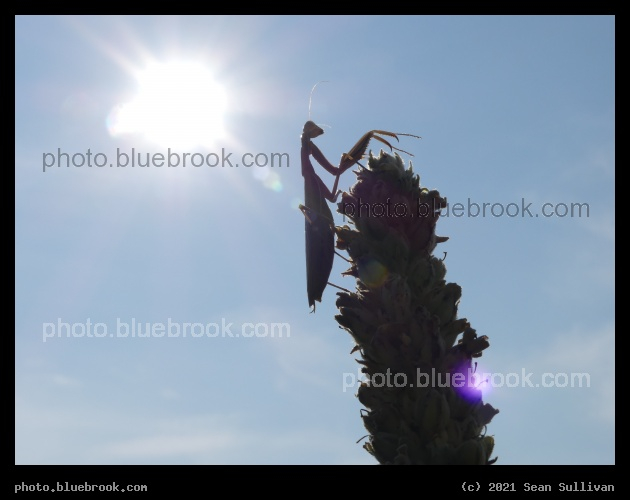 Solar Mantis - Corvallis MT