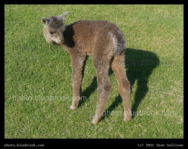 Rose Grey Baby Alpaca - Corvallis MT