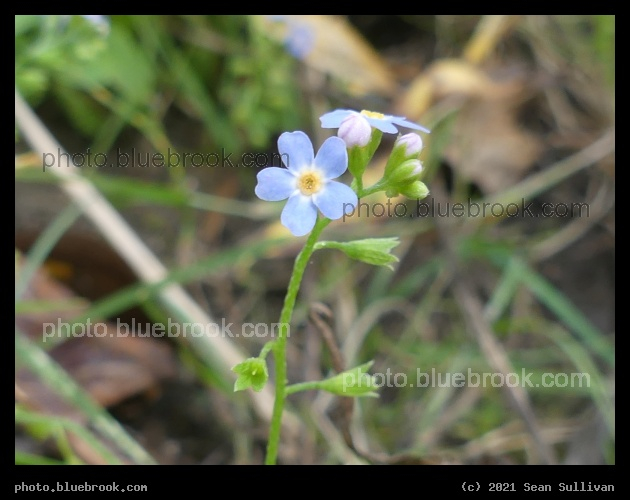 Forget Me Not - Lolo MT