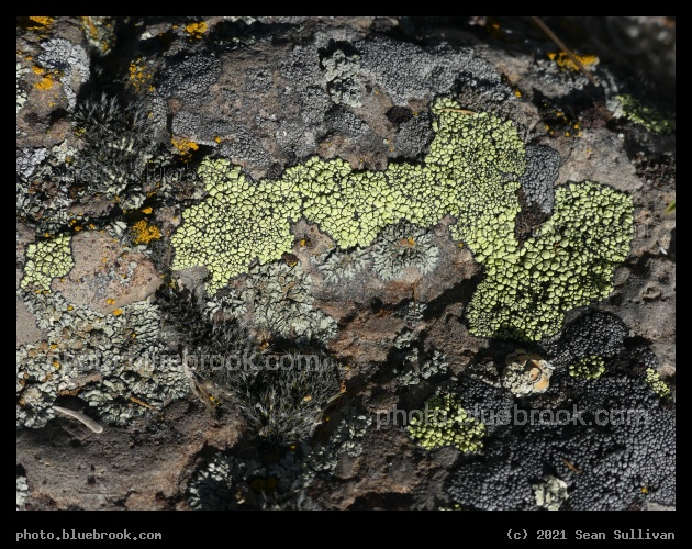 Patchwork of Lichens - Corvallis MT