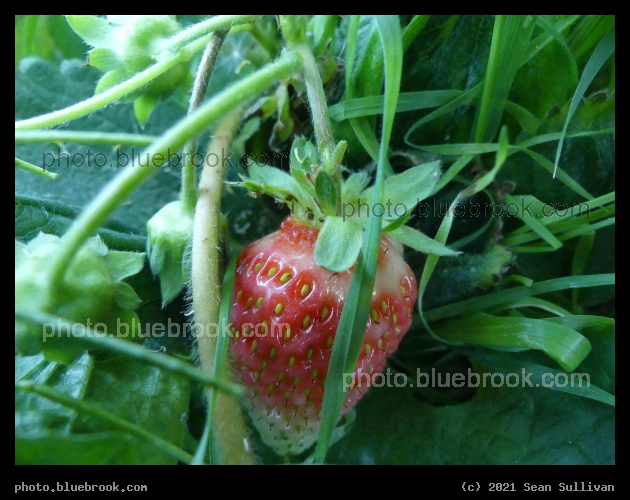 September Strawberry - Corvallis MT