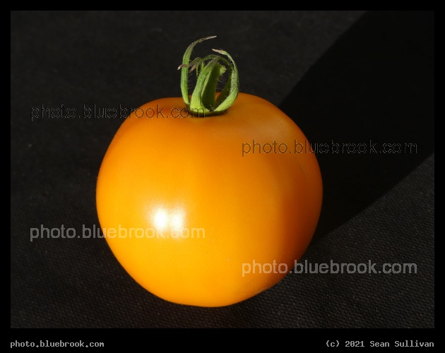 Orange Tomato - Corvallis MT