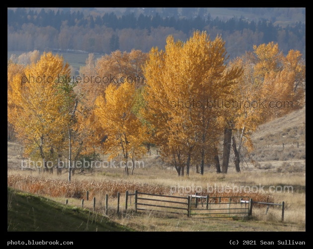 Autumn Trees in Sunlight - Corvallis MT