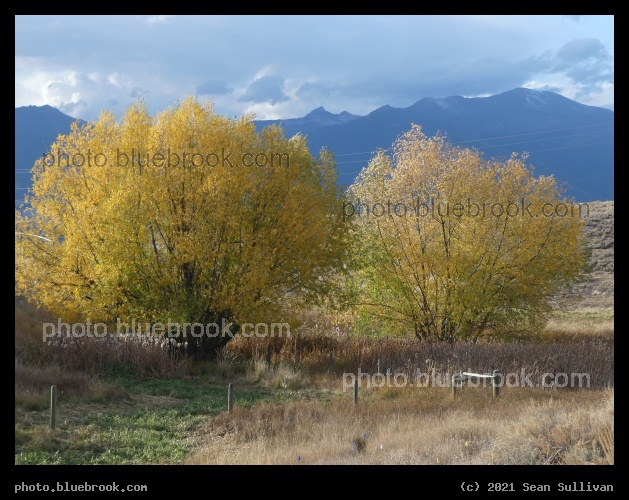 Pair of Willows in Autumn - Corvallis MT