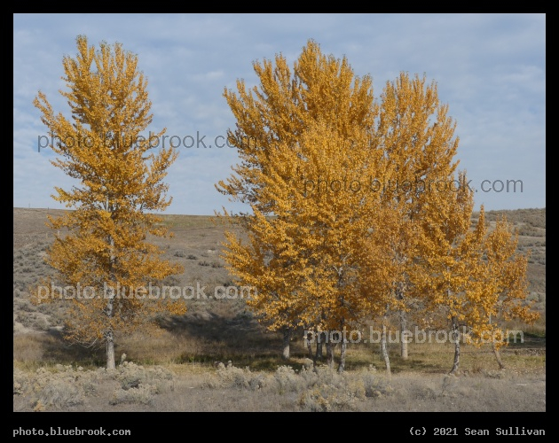 Golden Trees among the Sagebrush - Corvallis MT