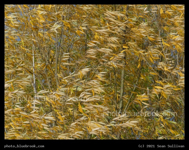October Willow Leaves - Corvallis MT