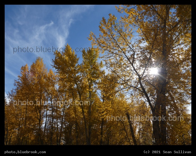 Sun through Yellow Trees - Lolo MT