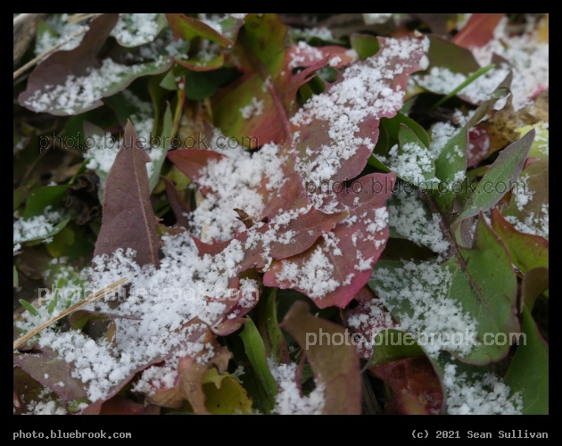 Ice Crystals on Leaves - Corvallis MT