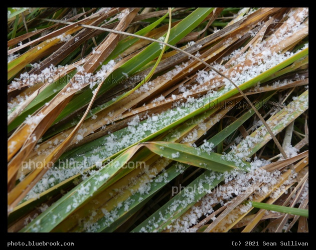 Ice Crystals on Grass - Corvallis MT