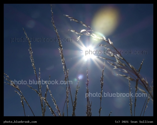 Sun and November Grasses - Corvallis MT