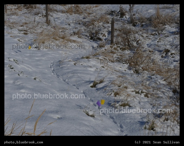 Cat Tracks along the Path - Corvallis MT
