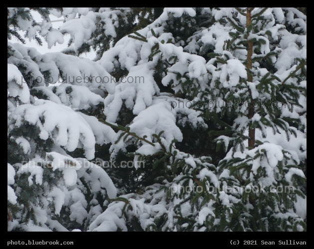Snowy Spruce - Corvallis MT
