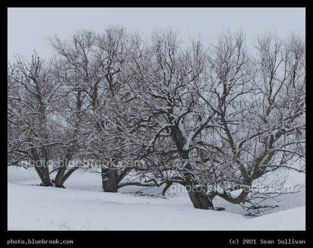 Three Frosted Trees - Corvallis MT