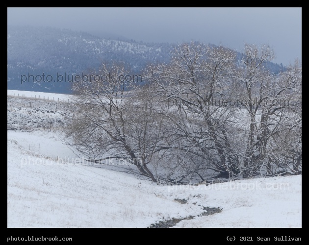 Stream and Trees in Winter - Corvallis MT