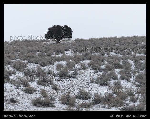 Tree and Sagebrush in Winter - Corvallis MT