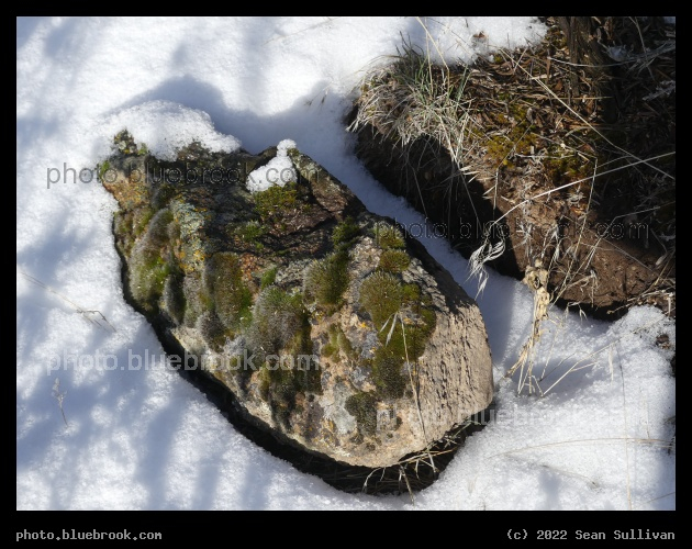 Mossy Boulder in Winter - Corvallis MT
