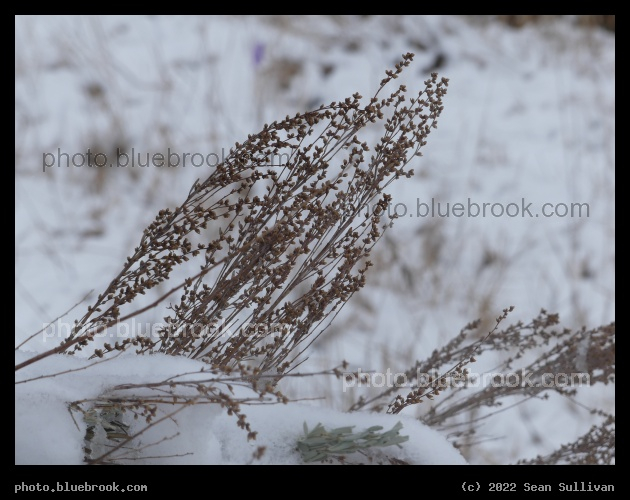 Dried Plants in the Snow - Corvallis MT
