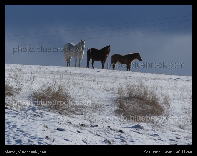 Horse Trio - Corvallis MT