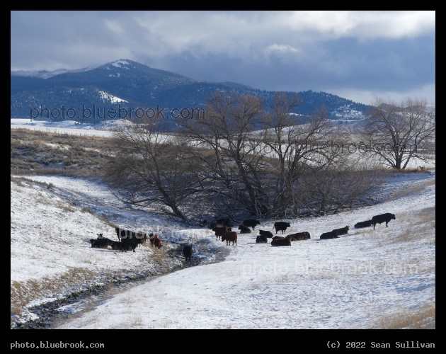 Cows at a Winter Stream - Corvallis MT