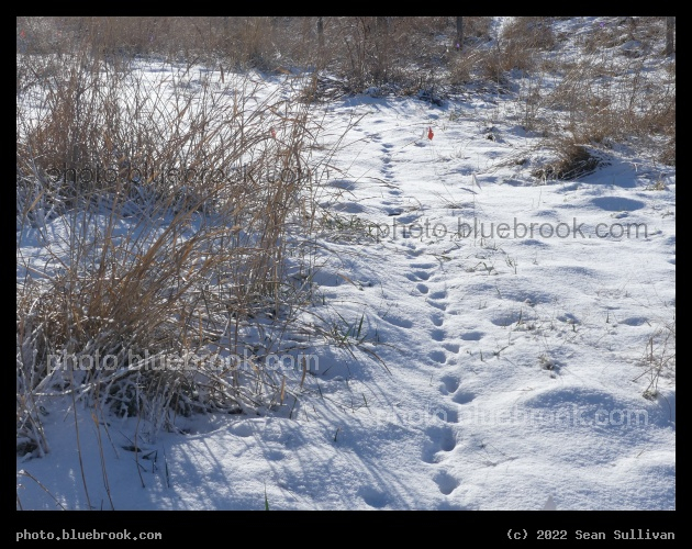 Snow Tracks - Corvallis MT