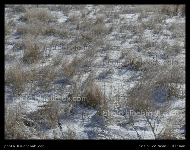 Grassland in Winter - Corvallis MT
