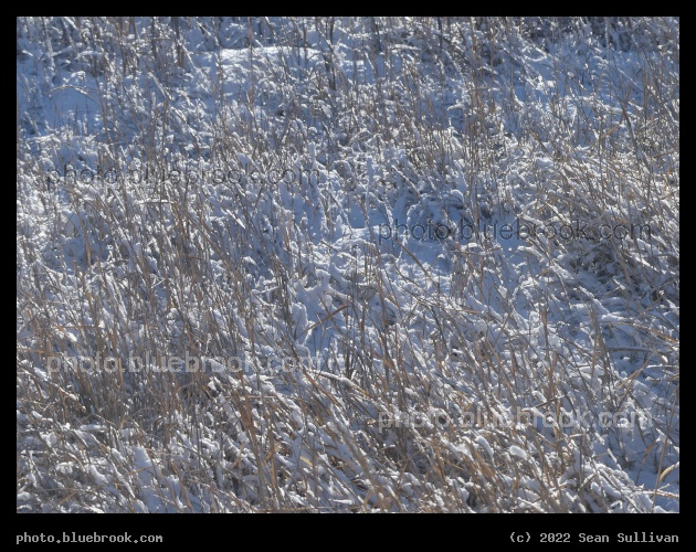 Winter Grass Textures - Corvallis MT
