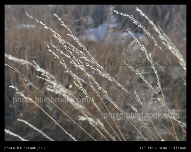 February Grass Detail - Corvallis MT