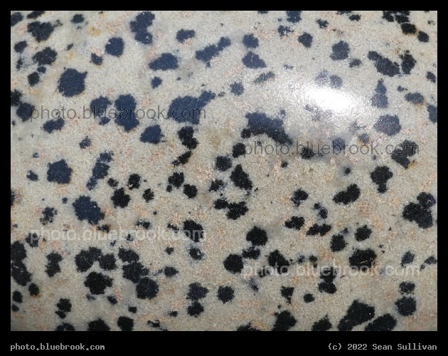 Dalmatian Jasper Detail - Corvallis MT