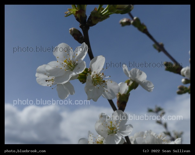 Cherry Blossoms and Clouds - Corvallis MT