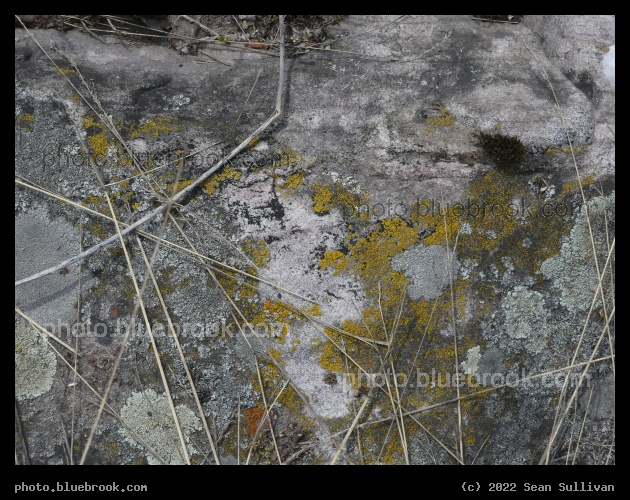 Dried Grasses and Lichens on Rock - Lolo MT