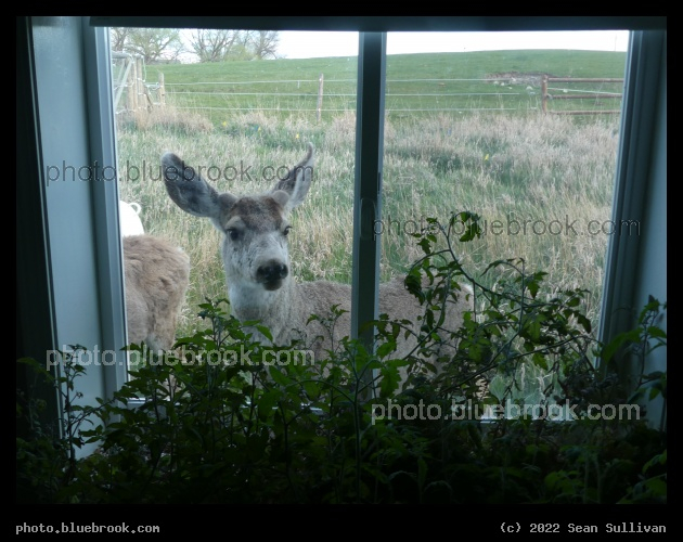 Deer Eyeing Tomato Plants - Corvallis MT