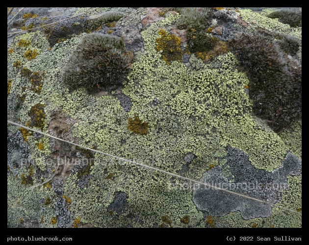 Lichen Map - Corvallis MT