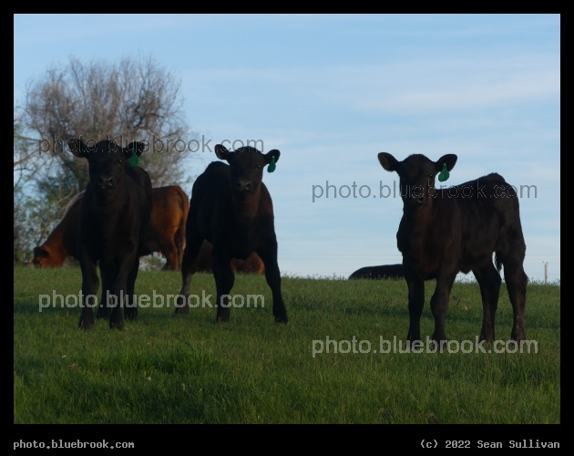 Three Neighbors - Corvallis MT