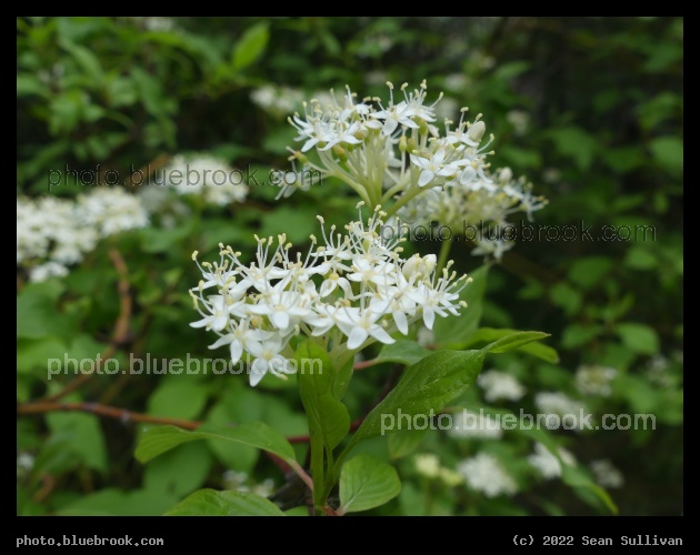 Clusters of White Flowers - Lolo MT