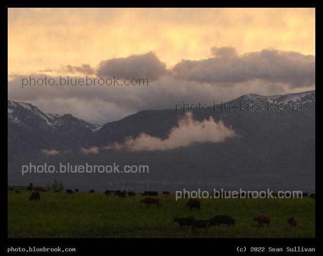 Cattle at Sunset - Corvallis MT