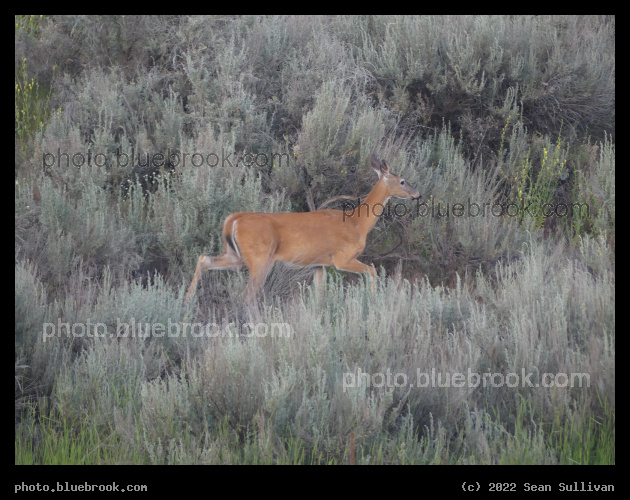 Deer in the Sagebrush - Corvallis MT